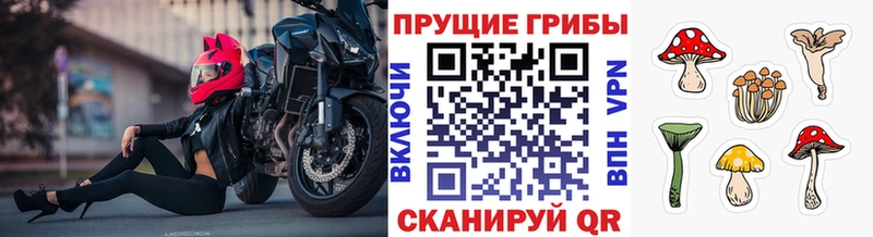 наркотики  Ладушкин  mega сайт  Псилоцибиновые грибы Psilocybine cubensis 