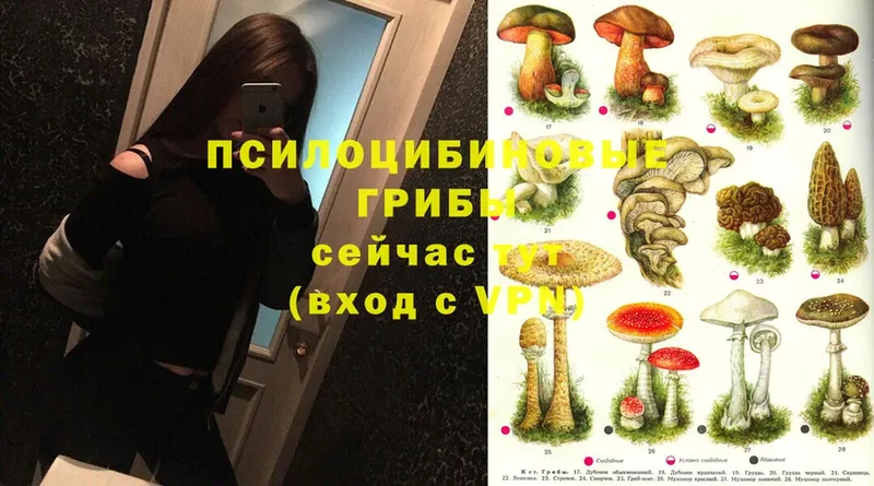 Псилоцибиновые грибы Psilocybine cubensis  omg как войти  Ладушкин 